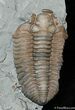 Inch Long Flexicalymene Trilobite Molt #281-2